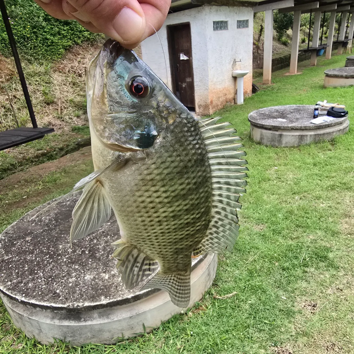 The most recent Nile tilapia catches on Fishbrain