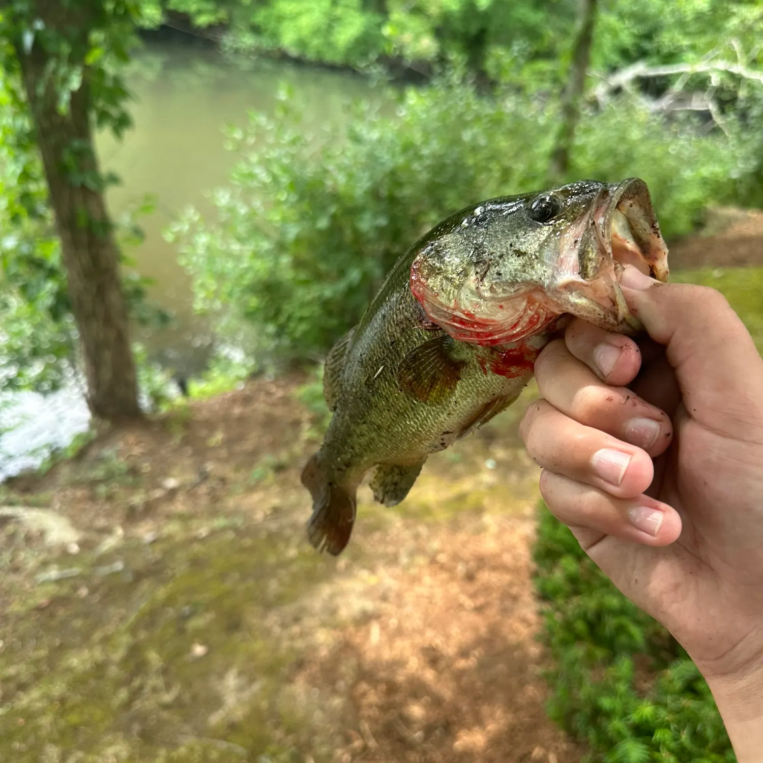 Largemouth bass caught on Fishbrain
