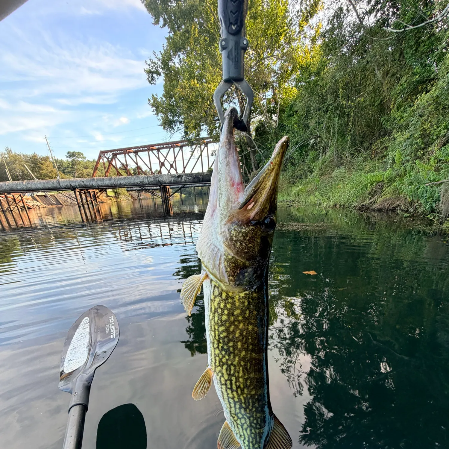 Chain pickerel caught on Fishbrain