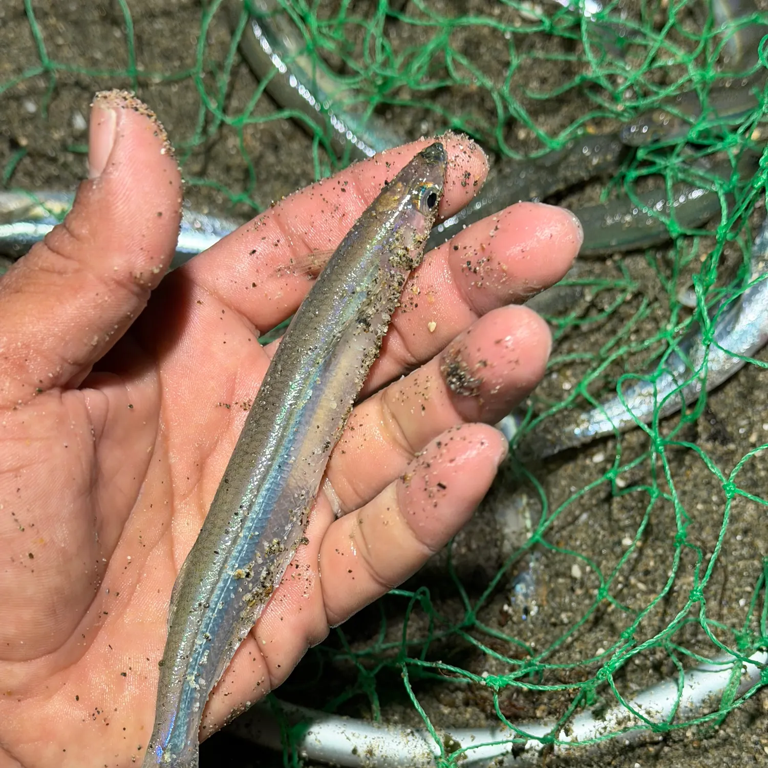 The most recent California grunion catches on Fishbrain