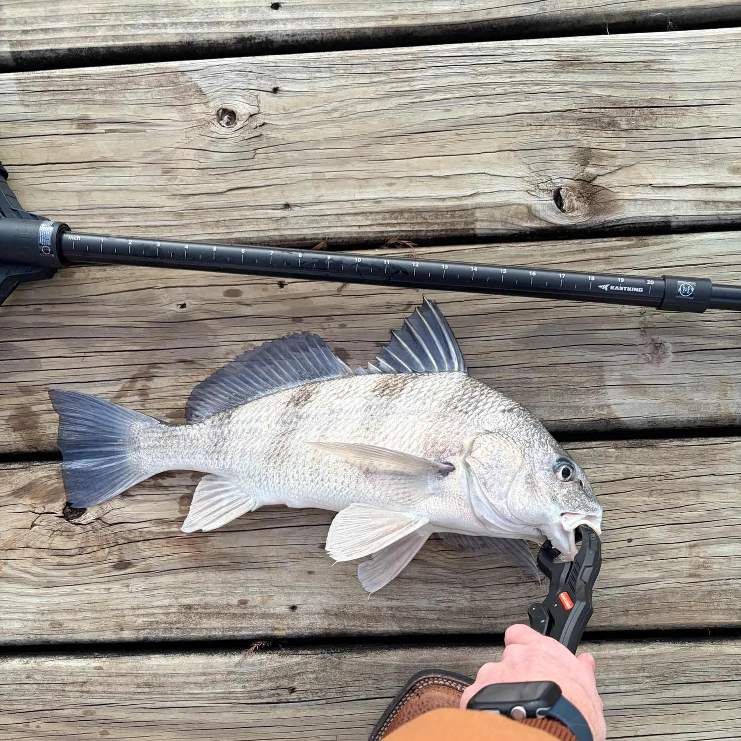 The most recent Black drum catches on Fishbrain