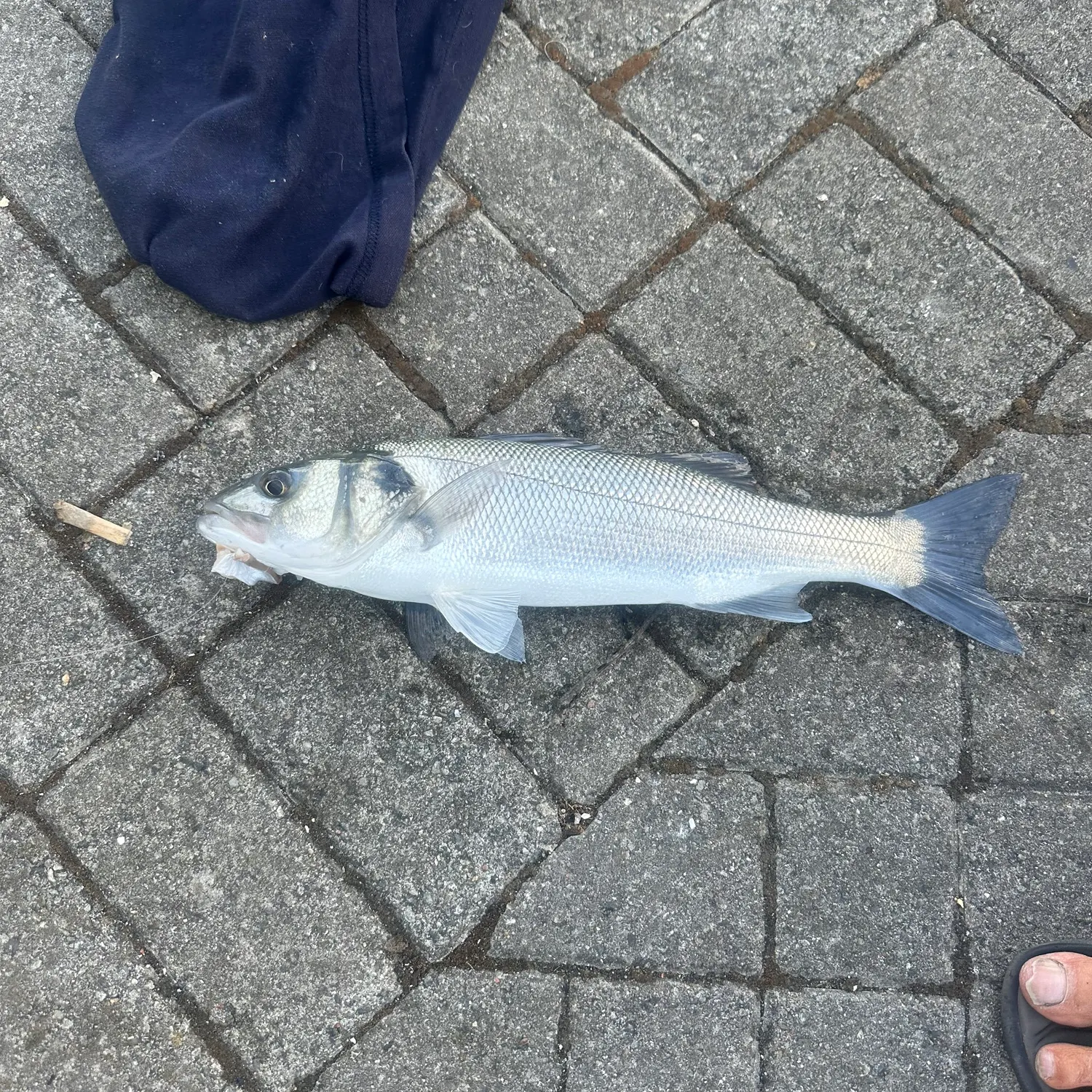 Fish caught on Fishbrain