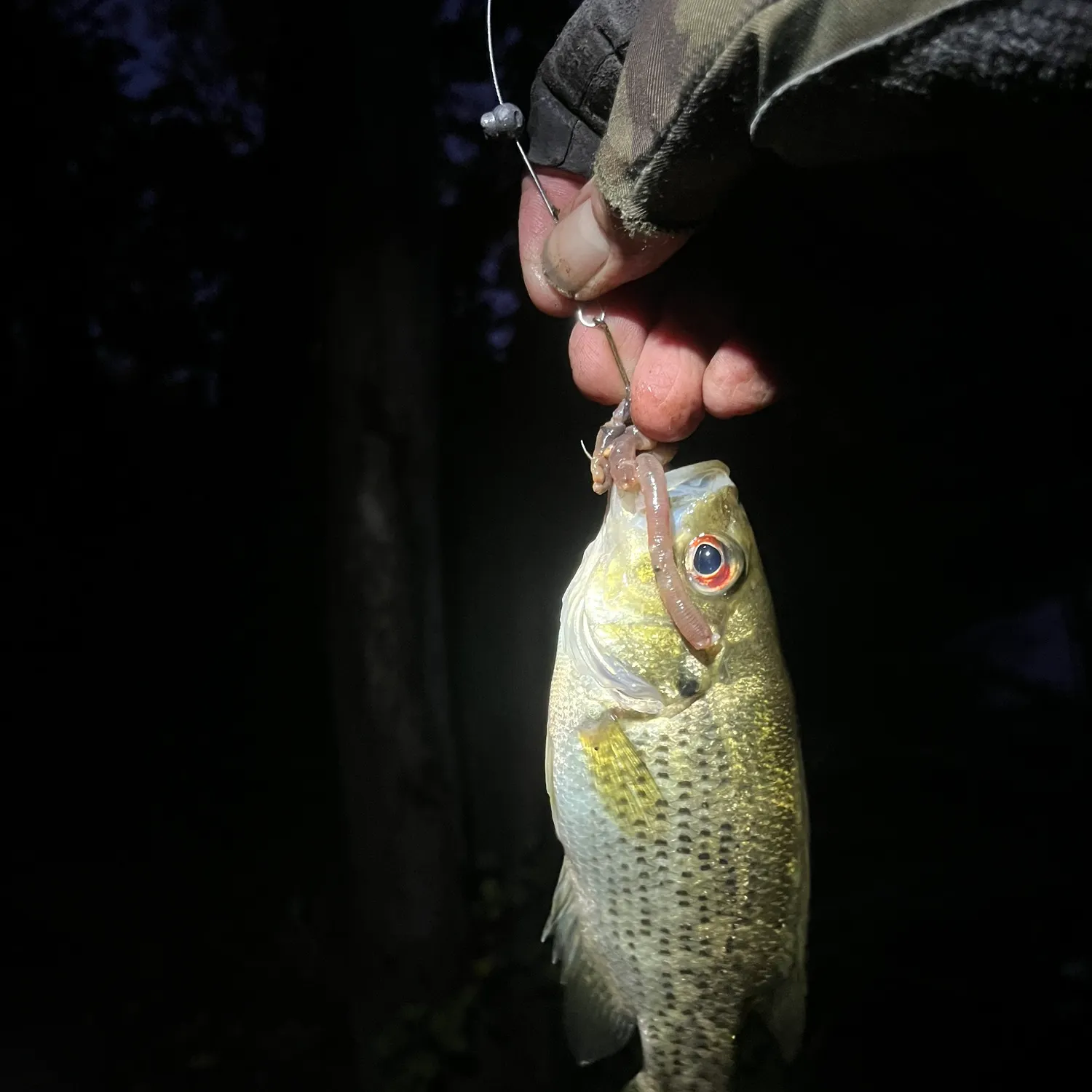 Rock bass caught on Fishbrain