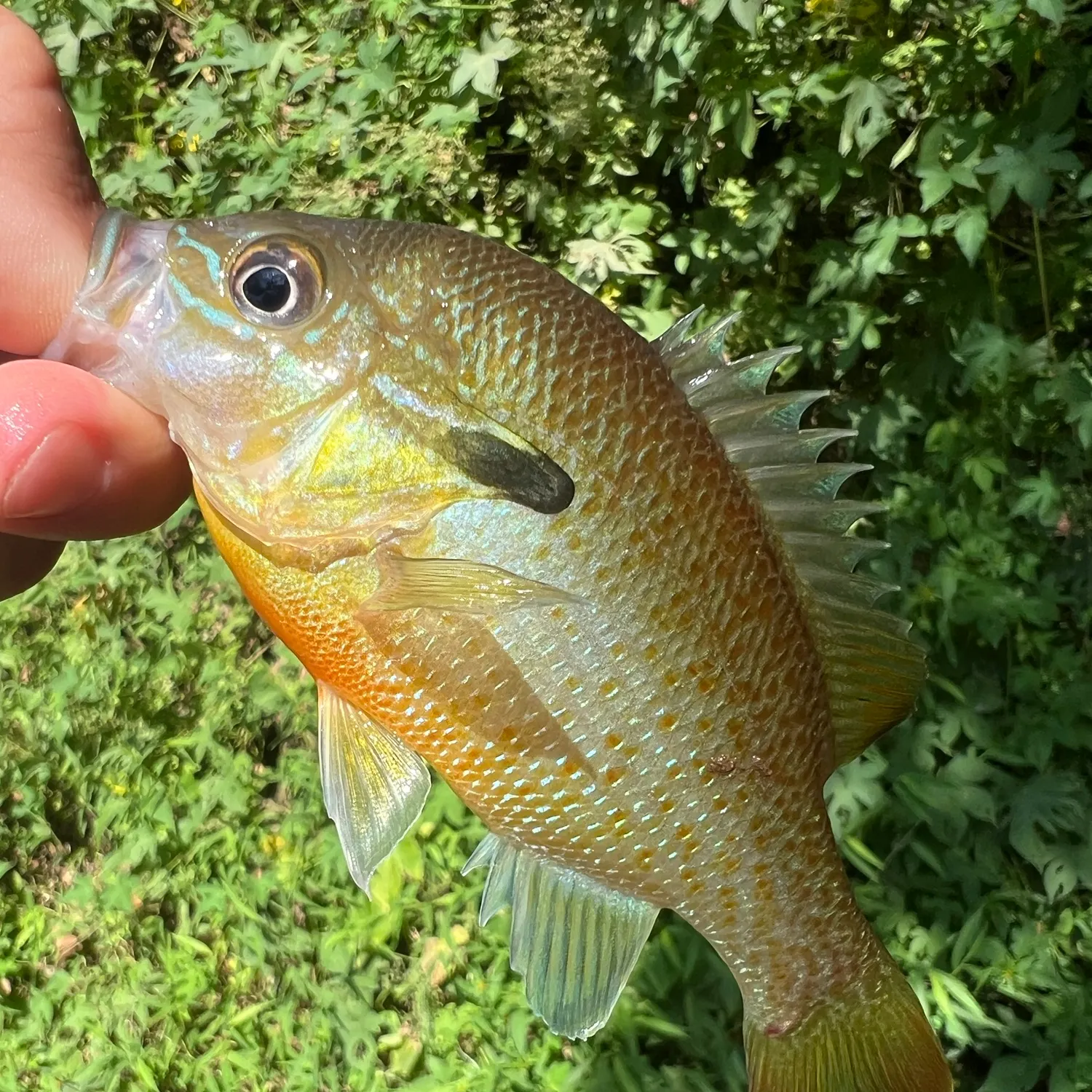 Redbreast sunfish caught on Fishbrain