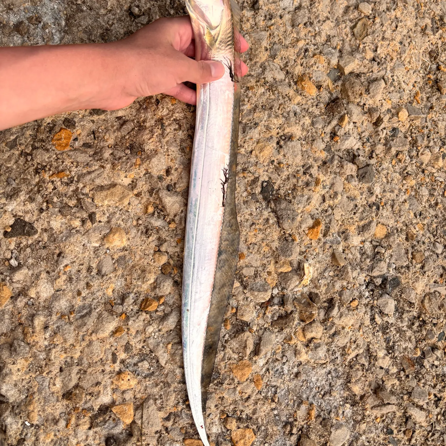 The most recent Atlantic cutlassfish catches on Fishbrain