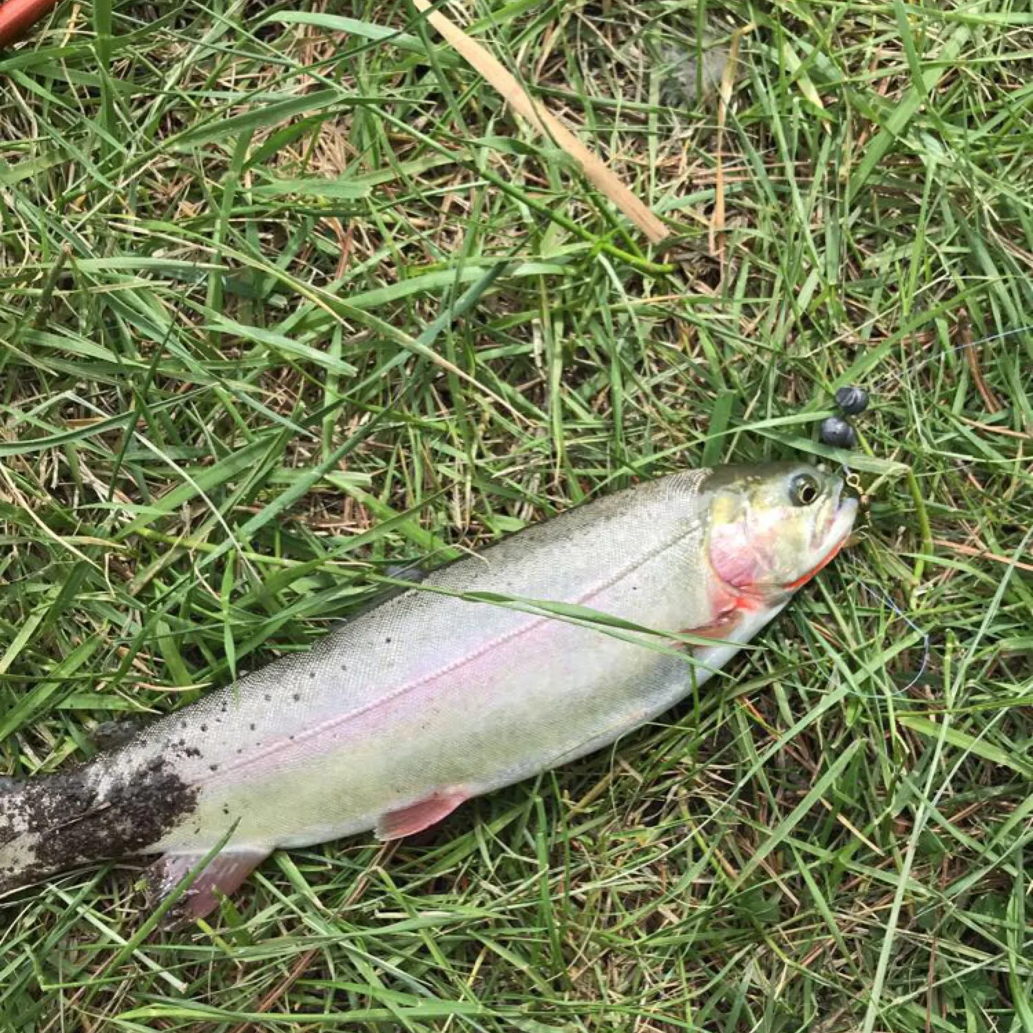 angler catch