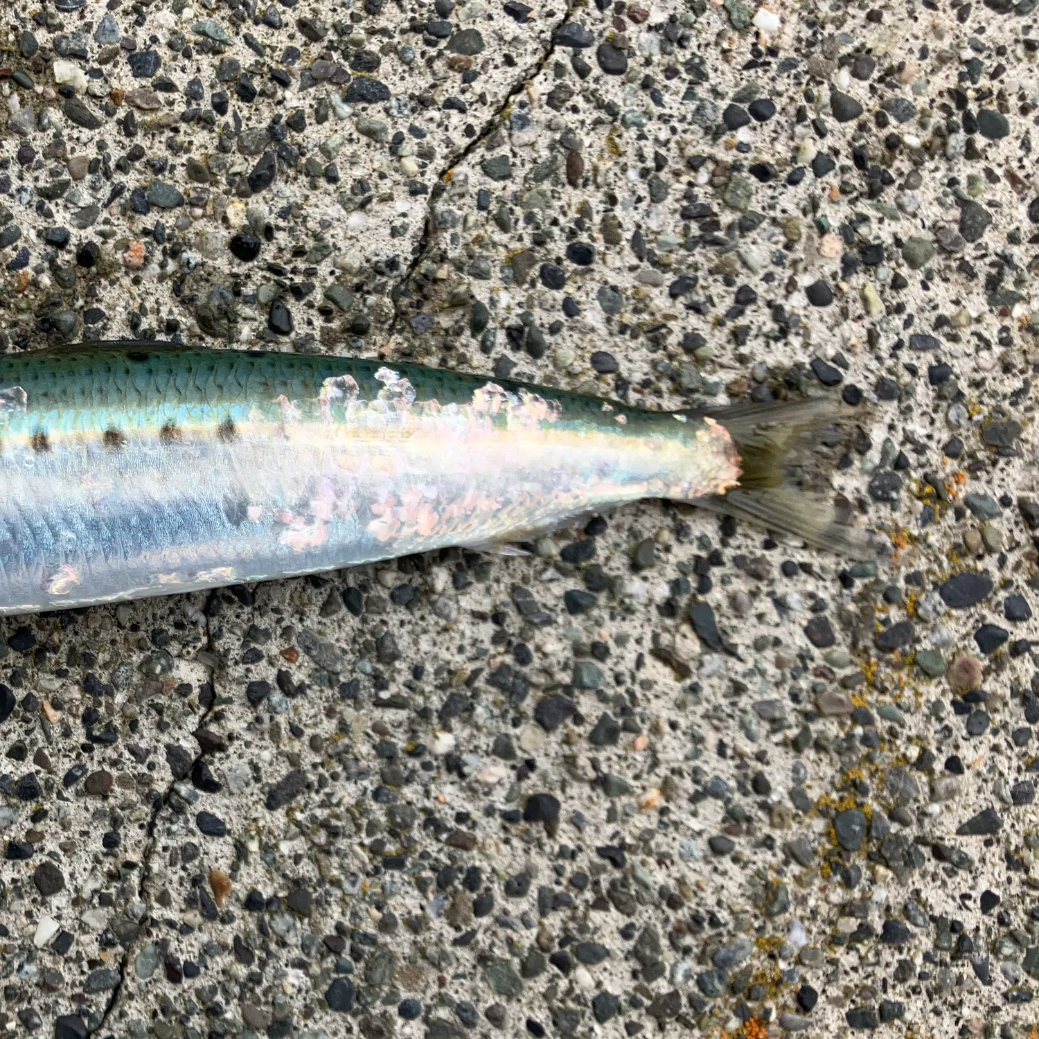 The most recent Pacific sardine catches on Fishbrain