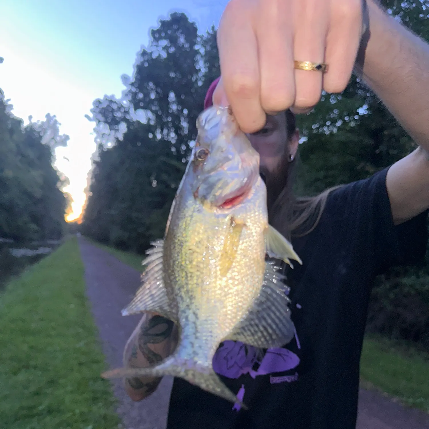 Black crappie caught on Fishbrain