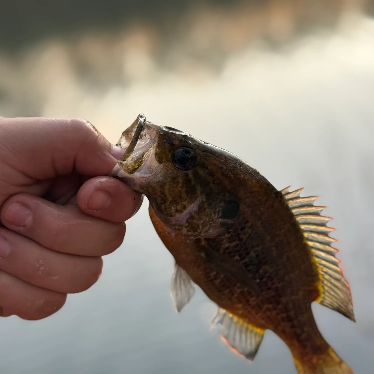 The most recent Warmouth catches on Fishbrain