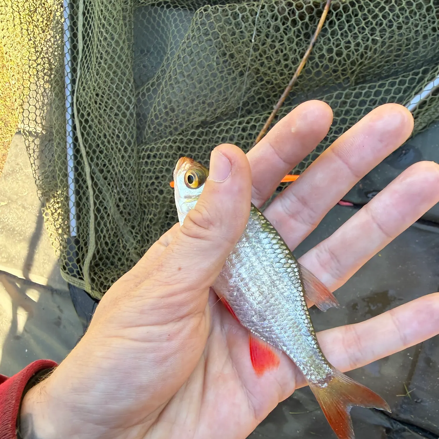Common rudd caught on Fishbrain