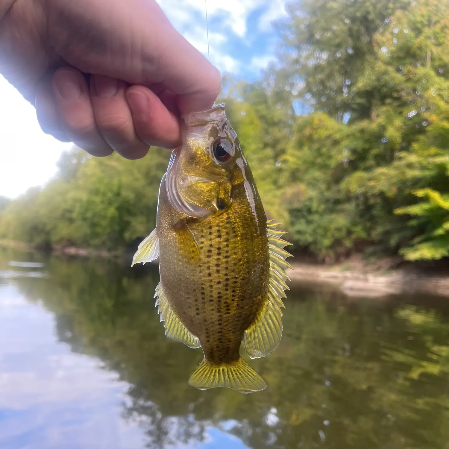 Rock bass caught on Fishbrain