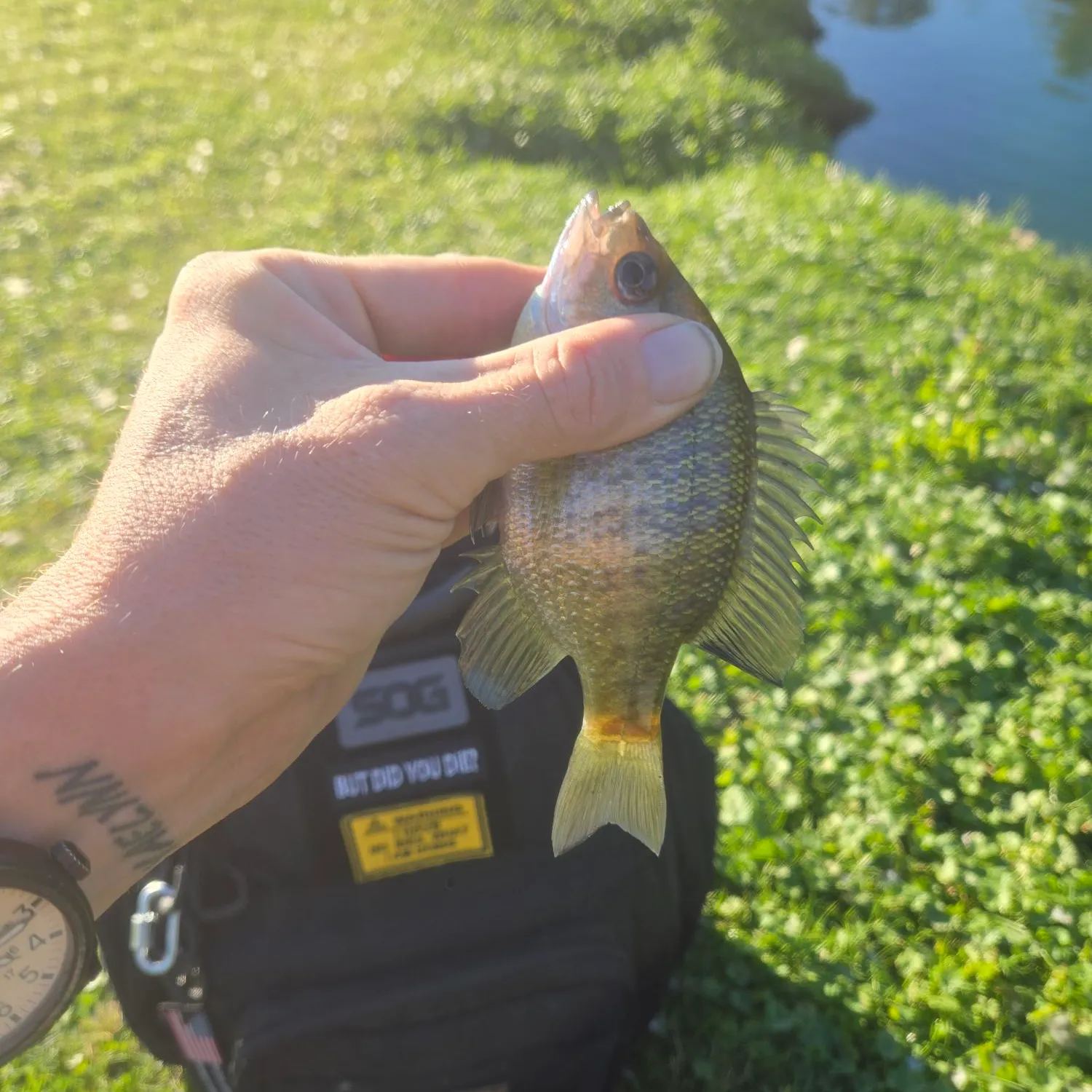 Bluegill caught on Fishbrain