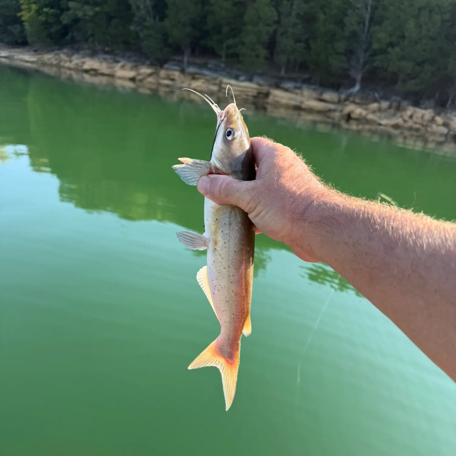 Channel catfish caught on Fishbrain