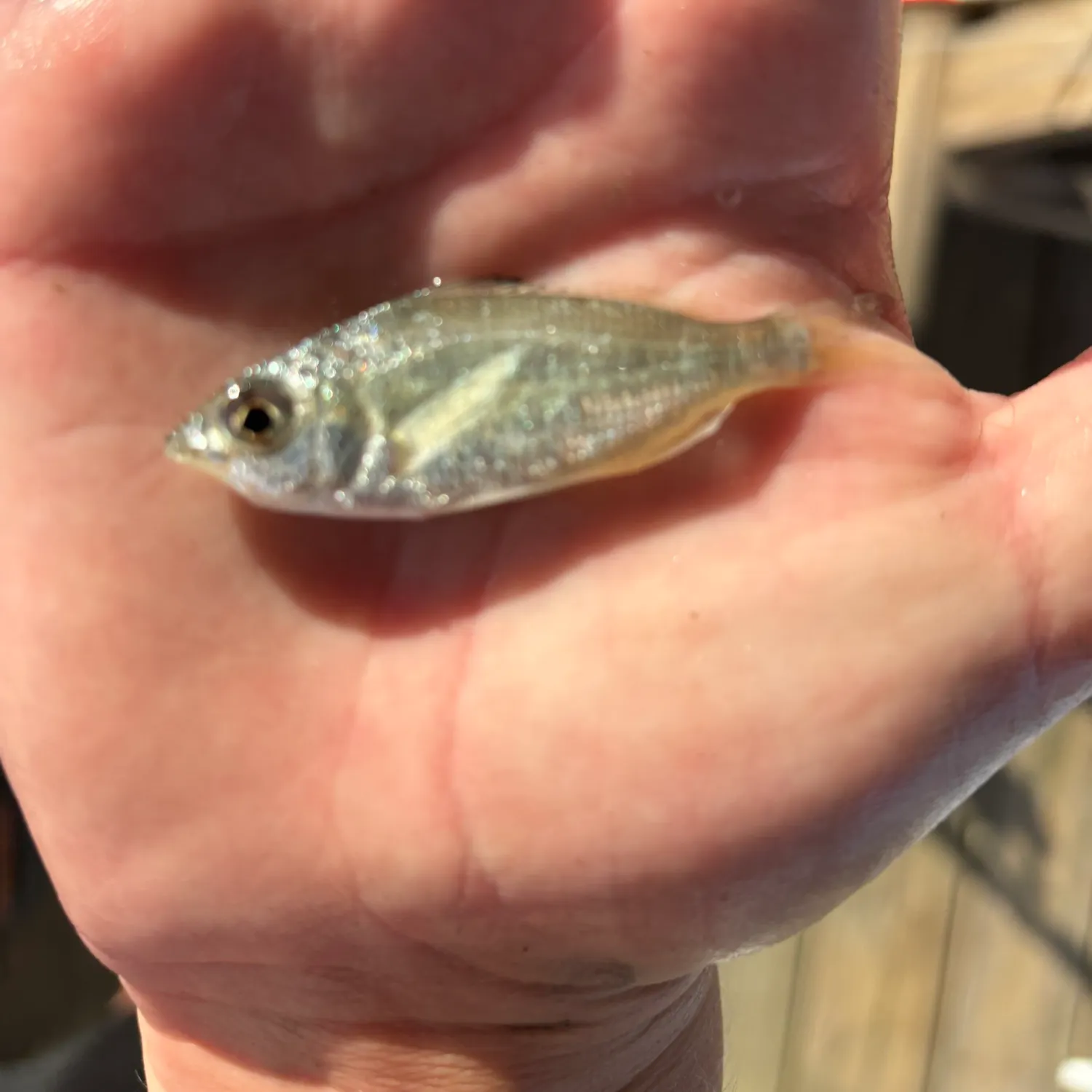 The most recent Atlantic spotfin mojarra catches on Fishbrain