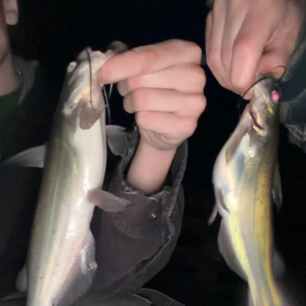 Channel catfish caught on Fishbrain
