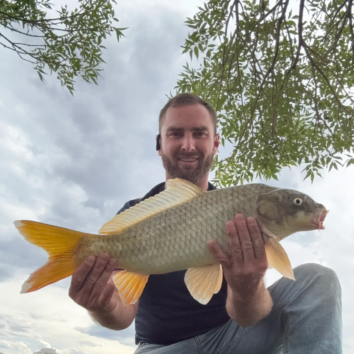 Common carp caught on Fishbrain