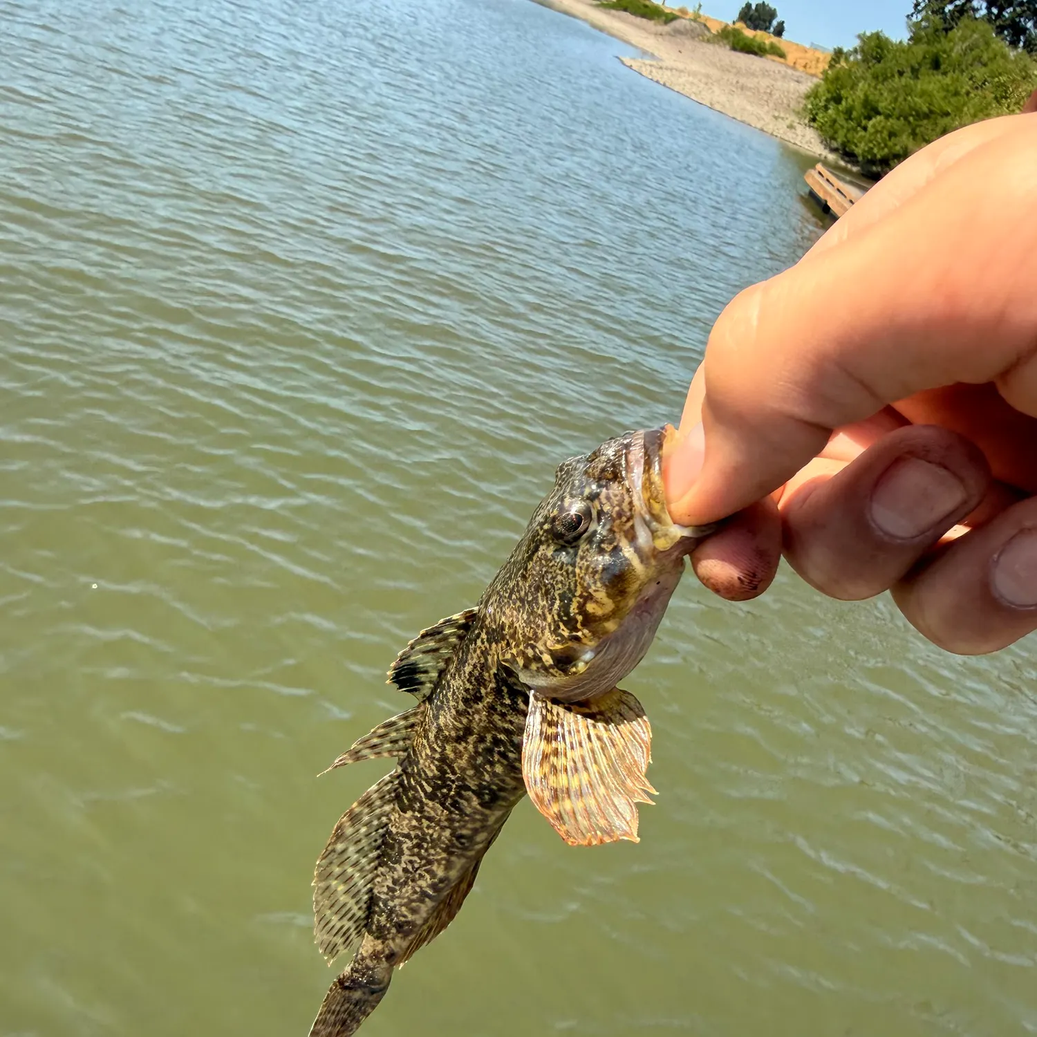 The most recent Cabezon catches on Fishbrain