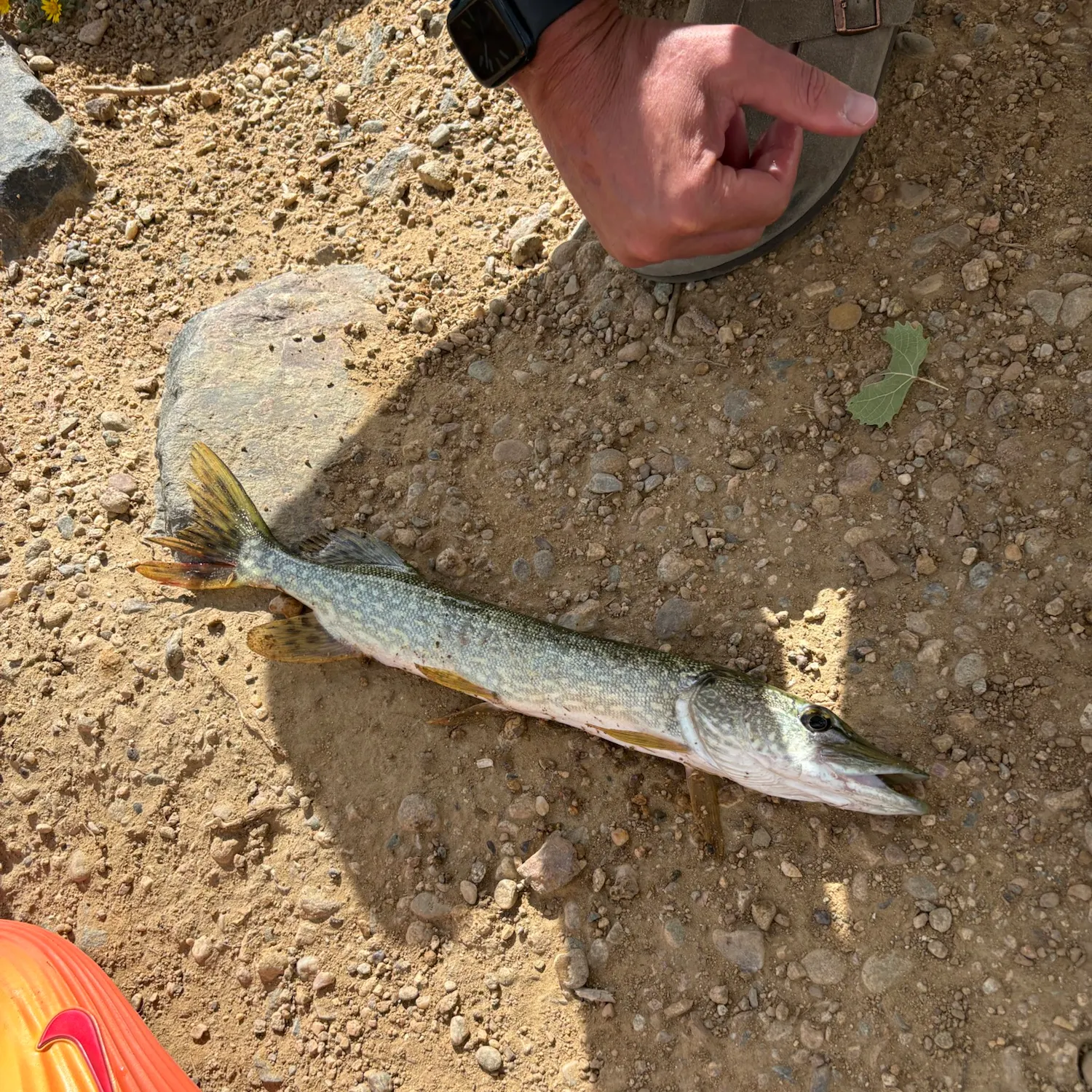 Northern pike caught on Fishbrain