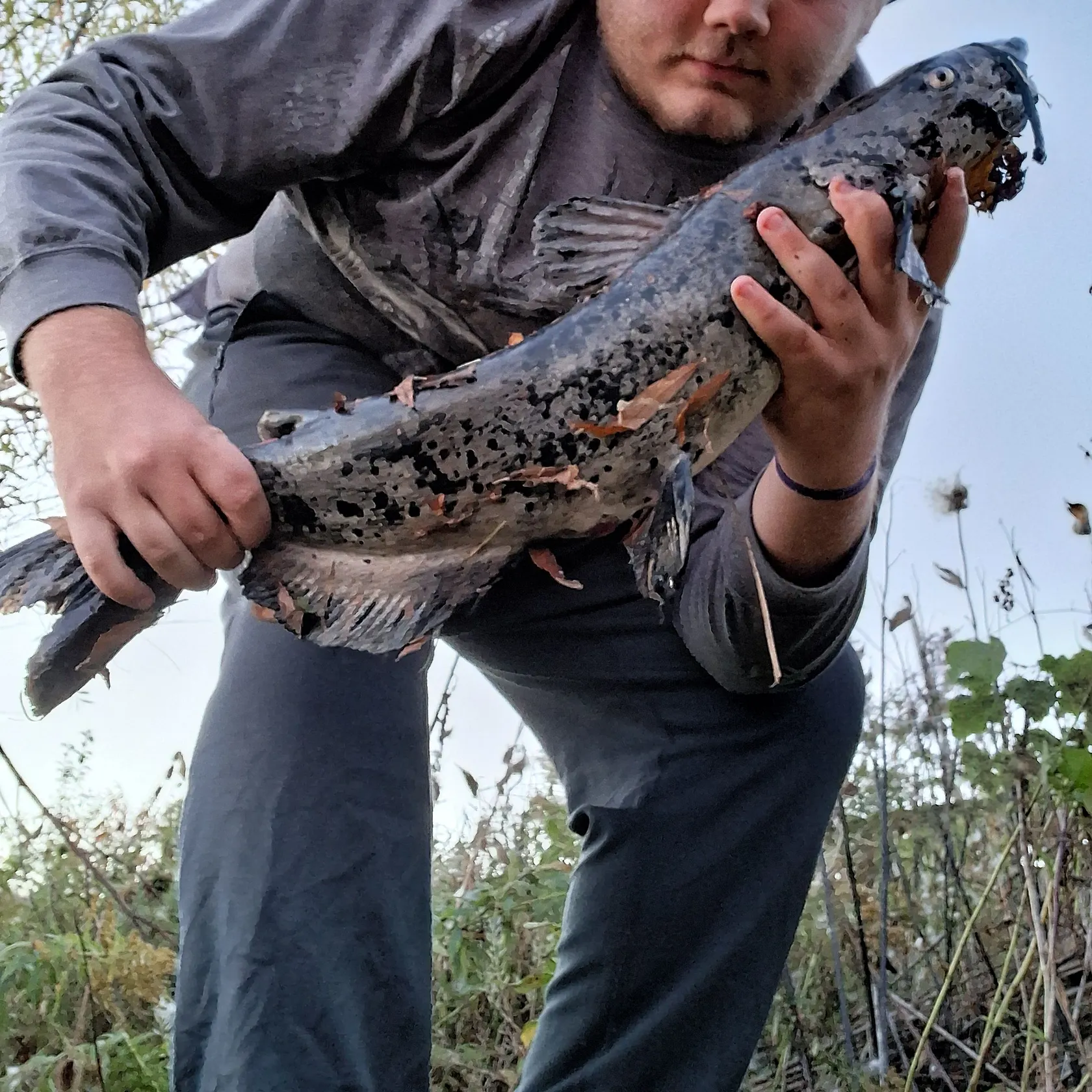 Channel catfish caught on Fishbrain