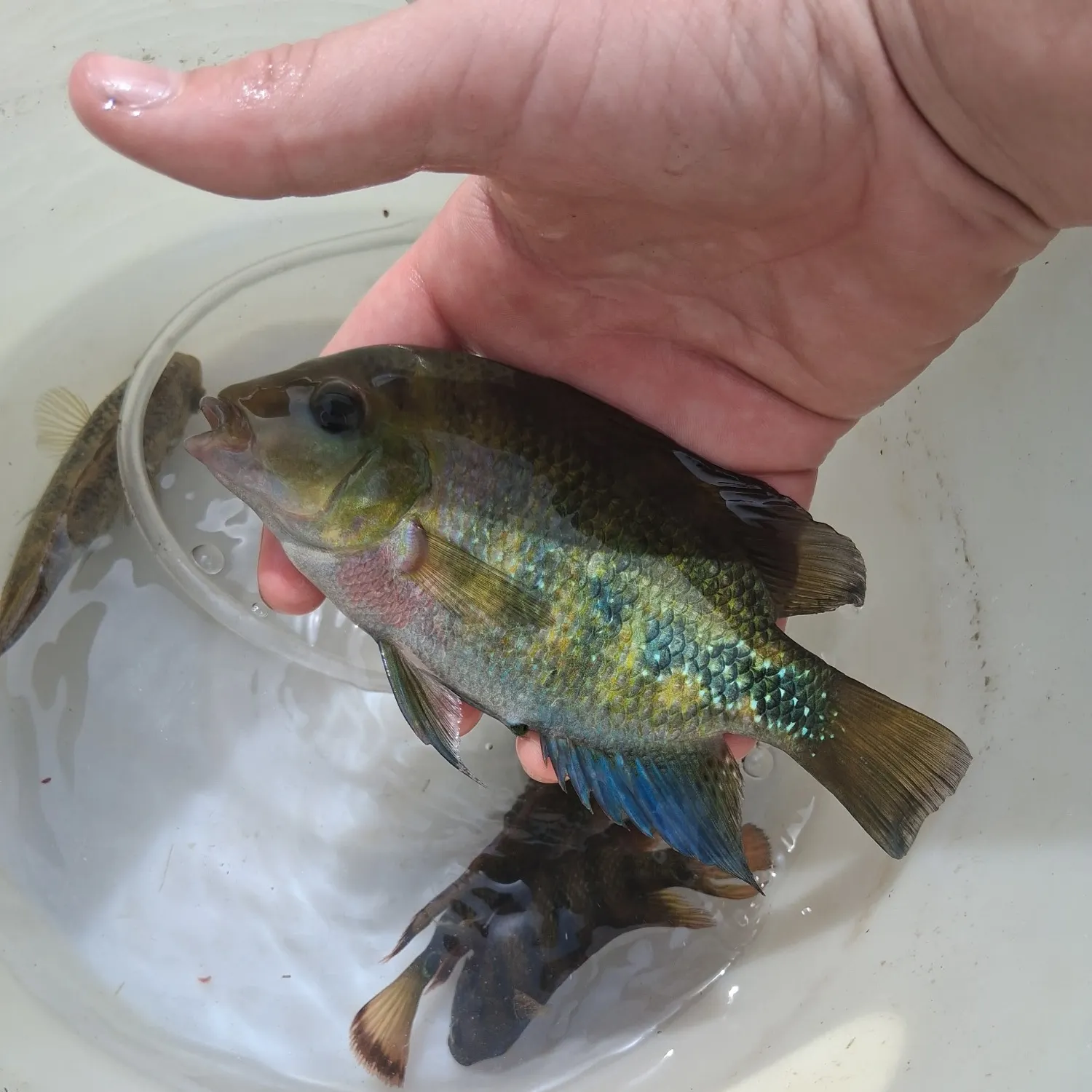 The most recent Vieja negra catches on Fishbrain