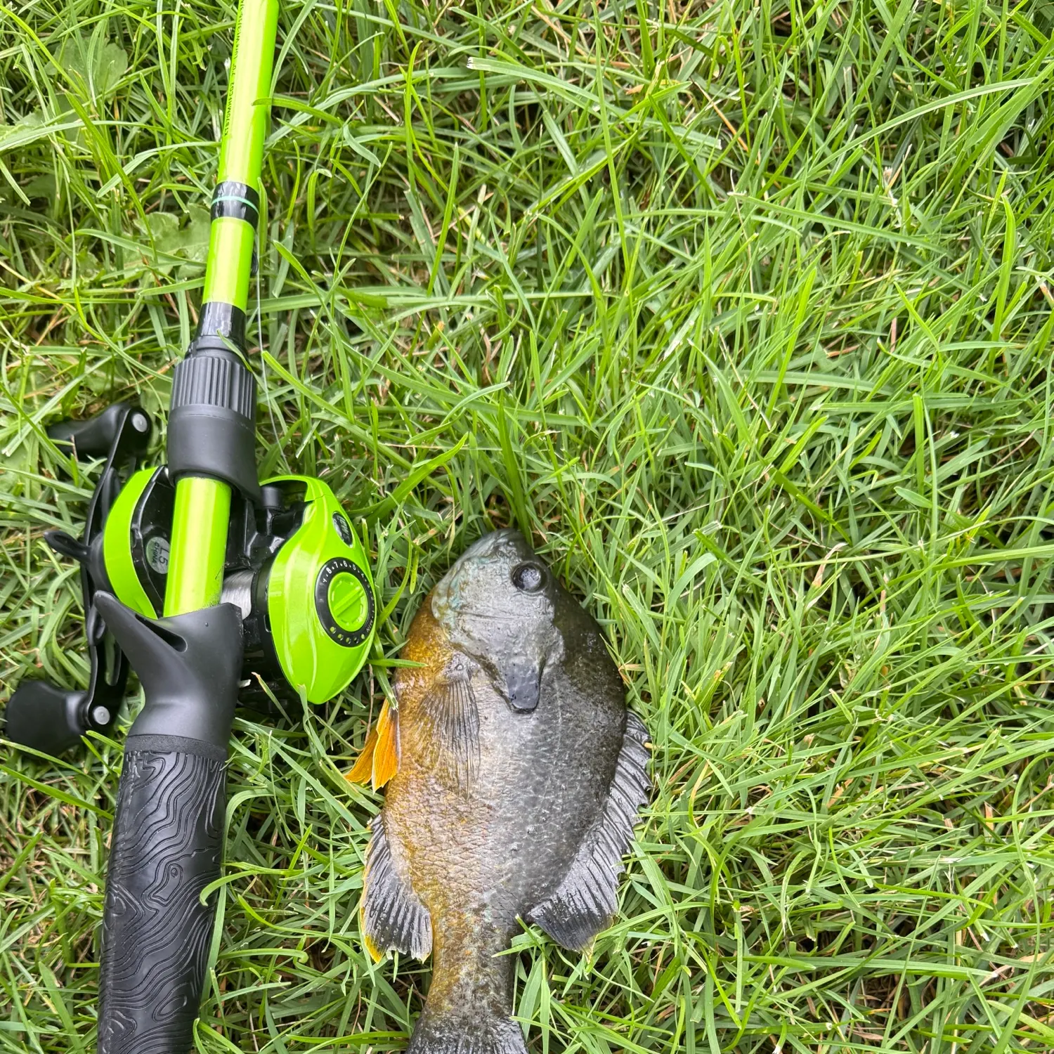 Bluegill caught on Fishbrain
