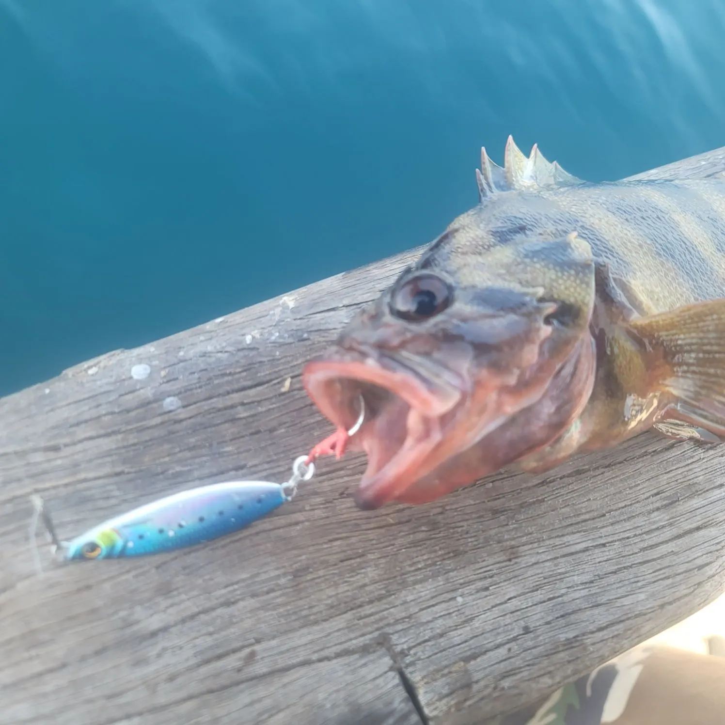 The most recent Treefish catches on Fishbrain