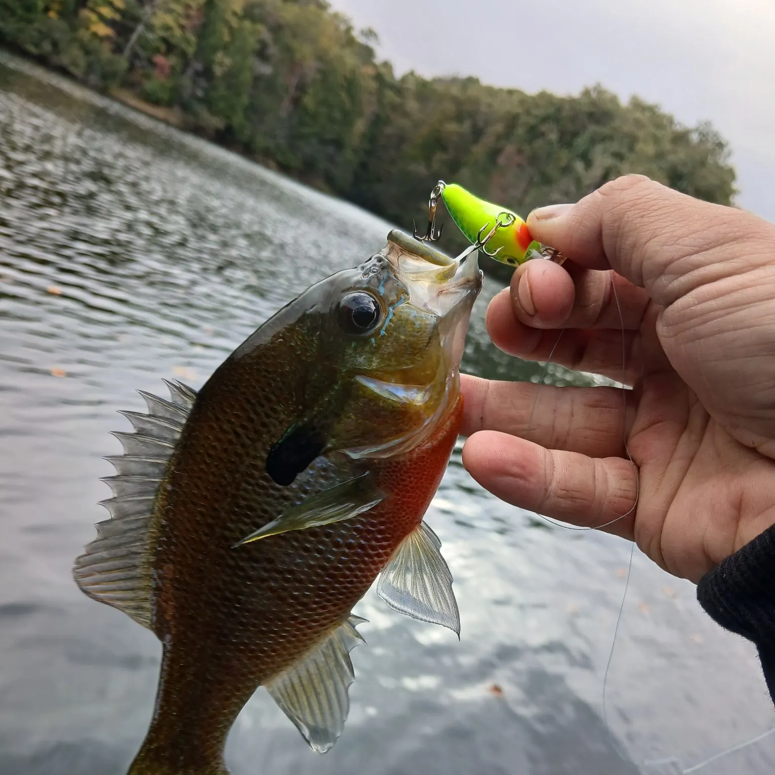 Redbreast sunfish caught on Fishbrain