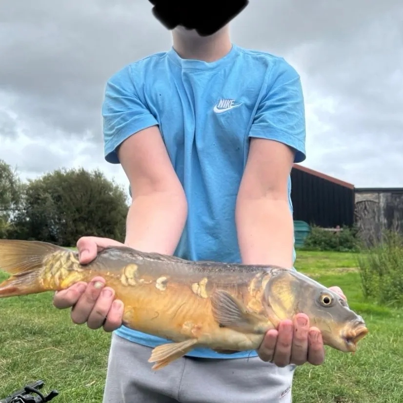 Mirror carp caught on Fishbrain