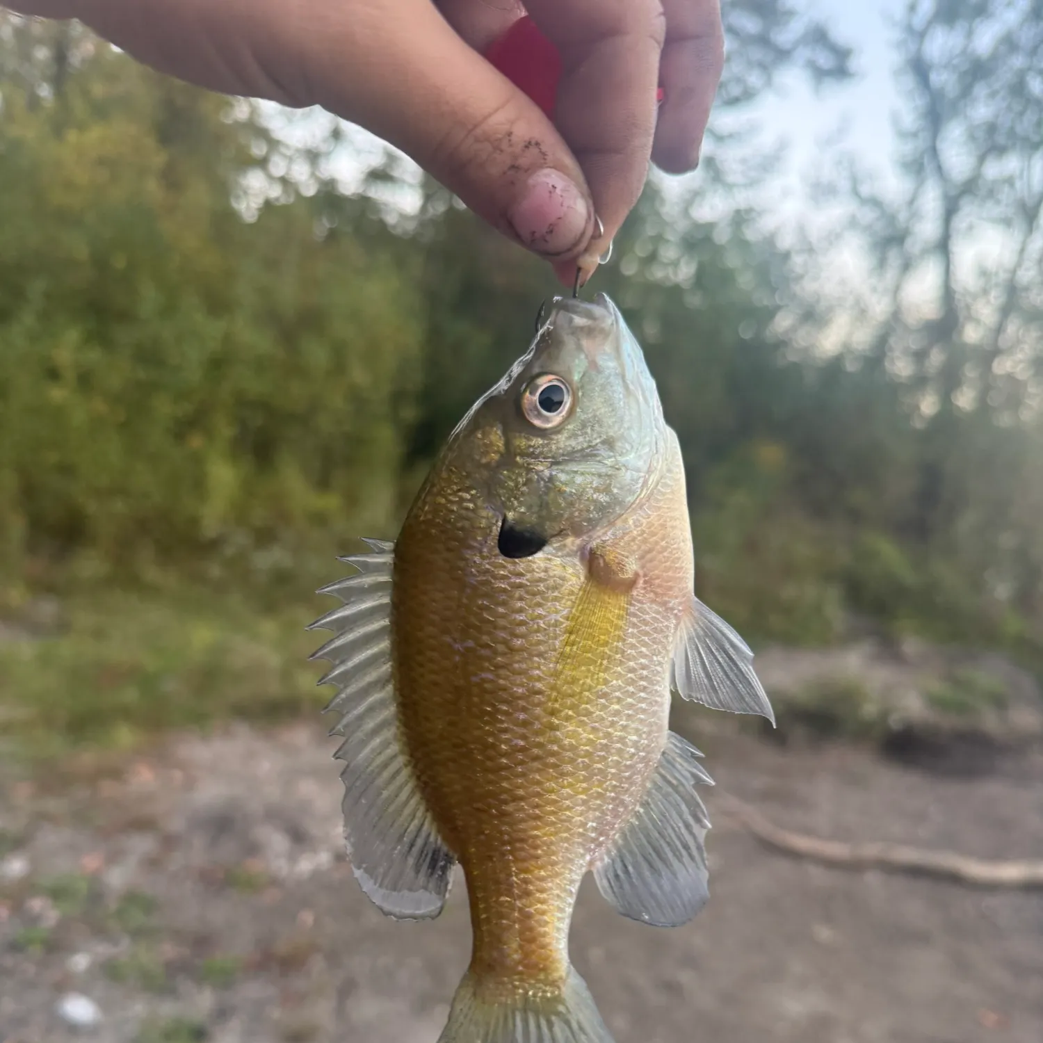 Bluegill caught on Fishbrain