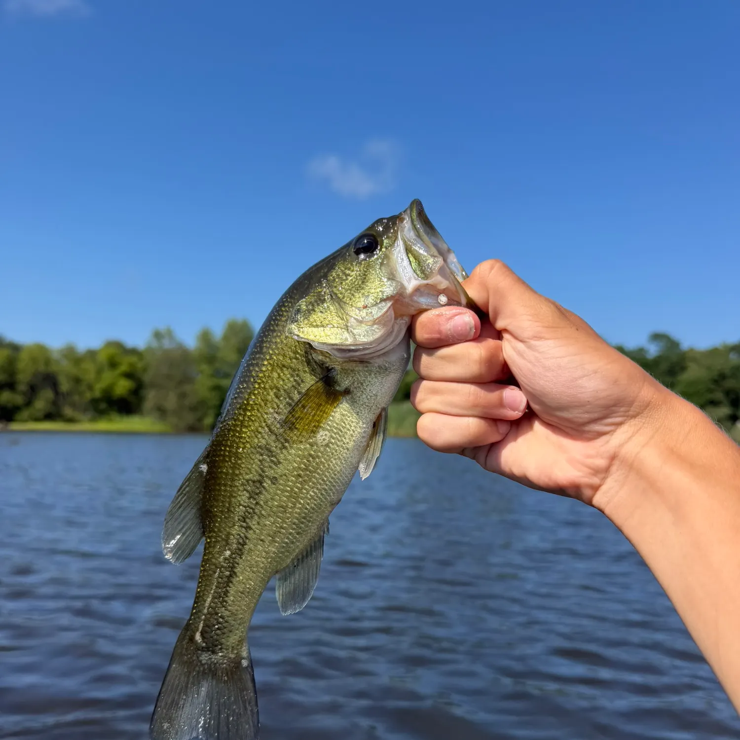 Largemouth bass caught on Fishbrain