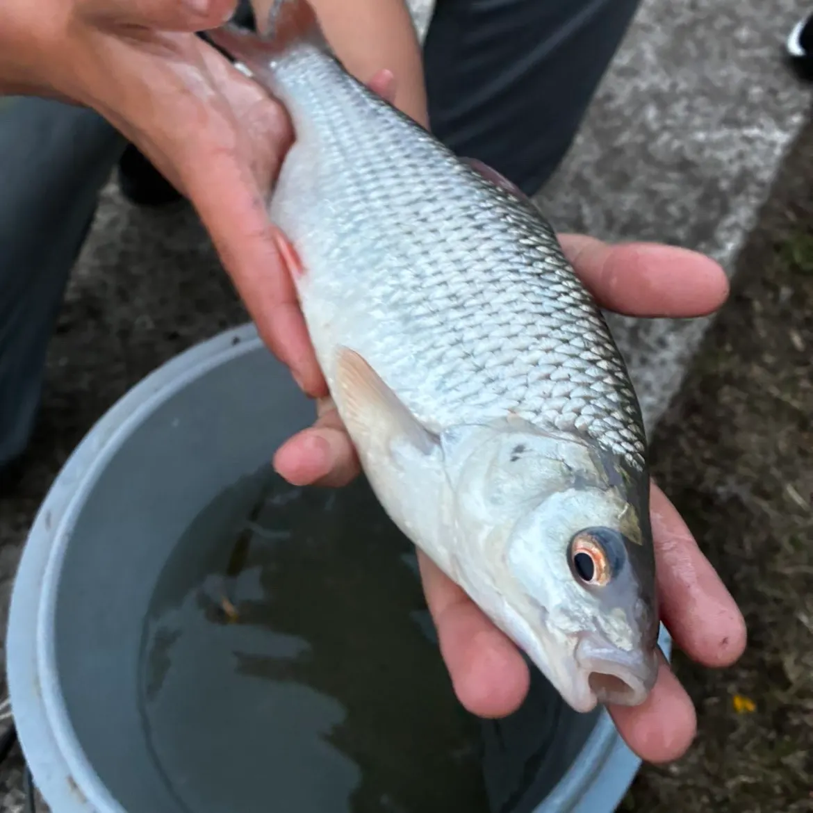 Common roach caught on Fishbrain