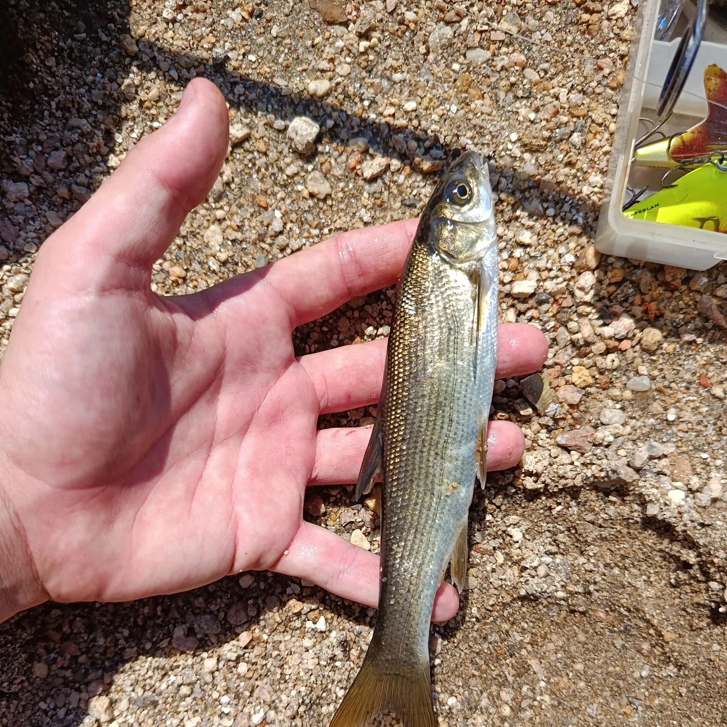 Striped mullet caught on Fishbrain
