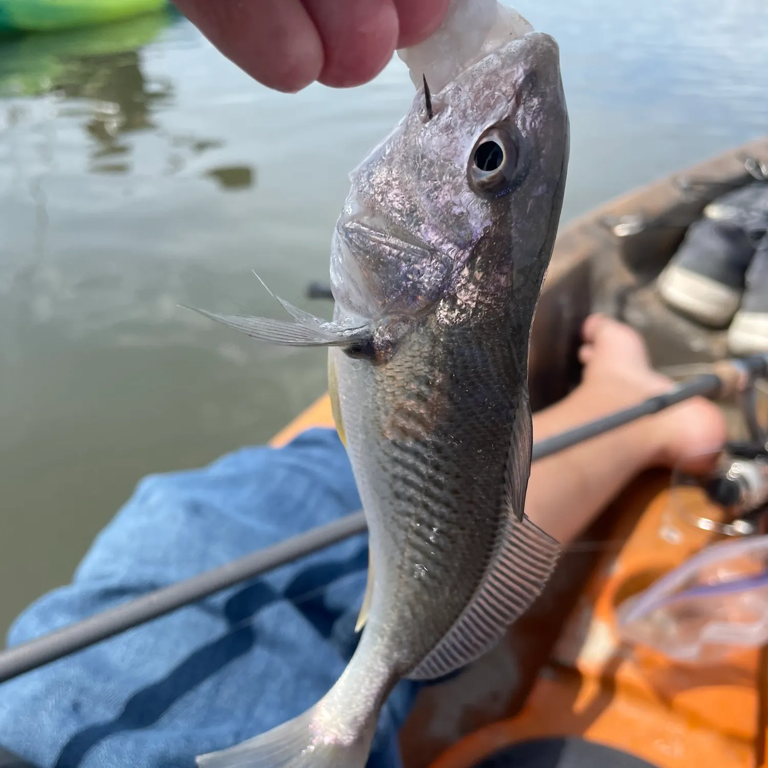 The most recent Atlantic croaker catches on Fishbrain
