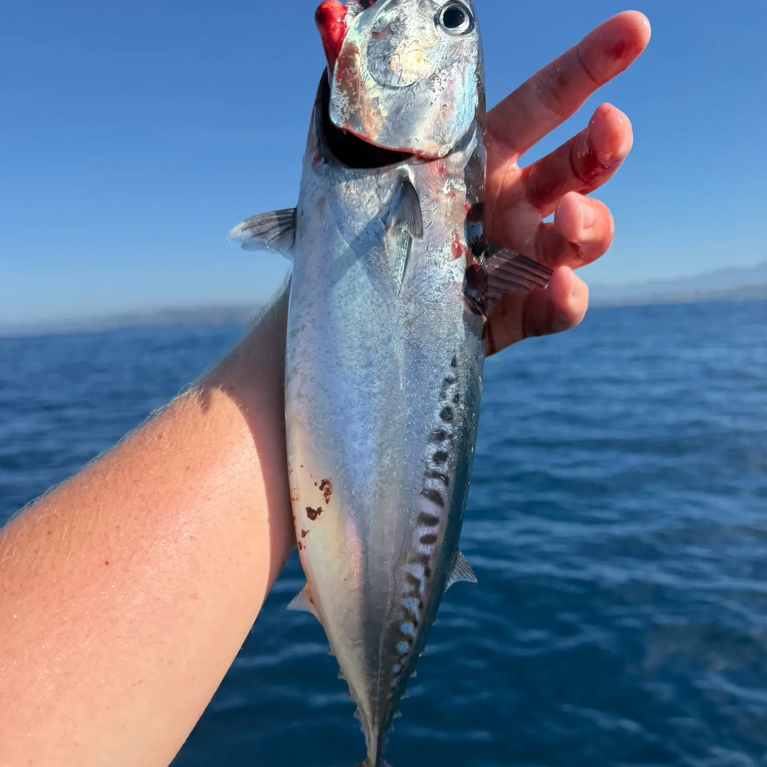 Bullet tuna caught on Fishbrain