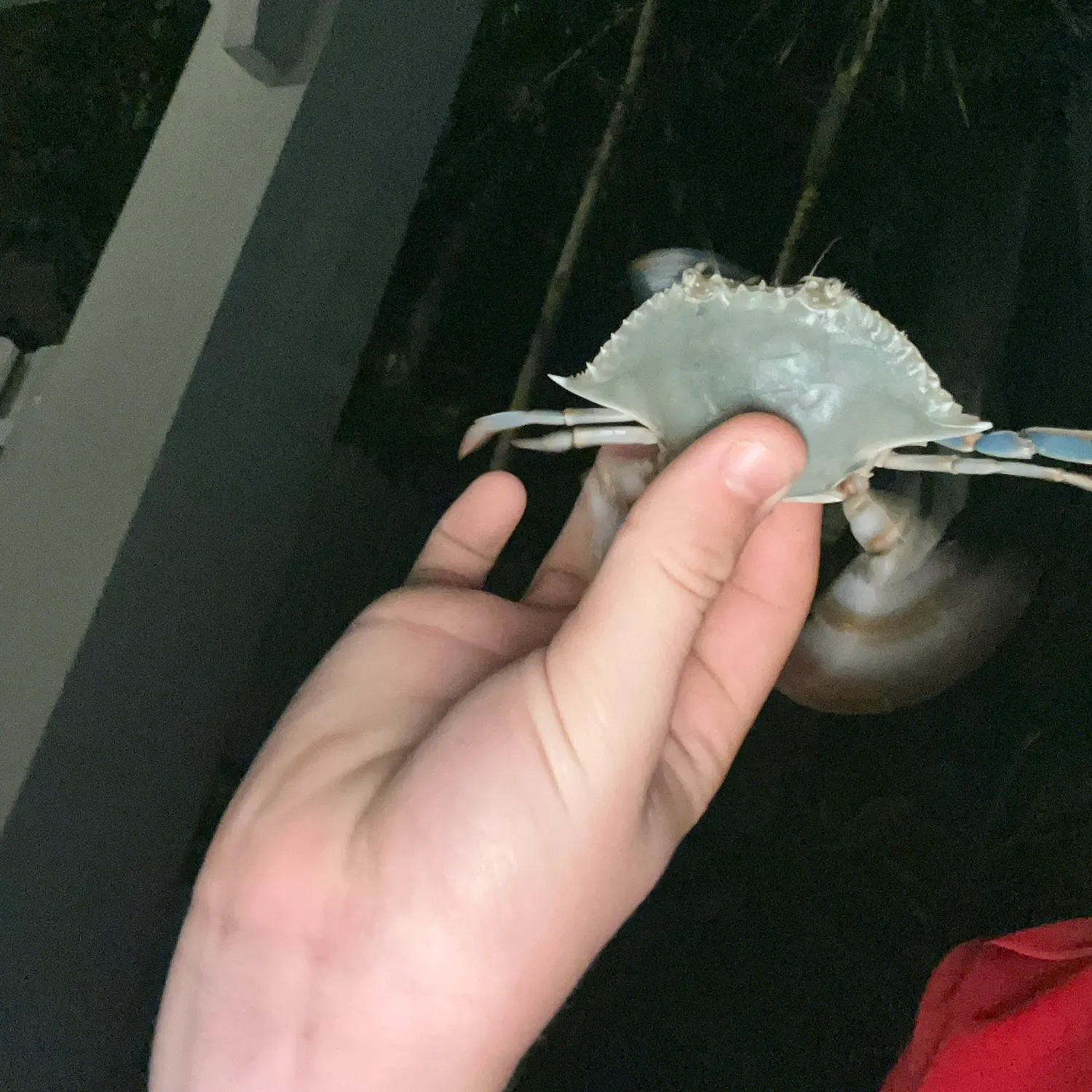 The most recent Blue land crab catches on Fishbrain