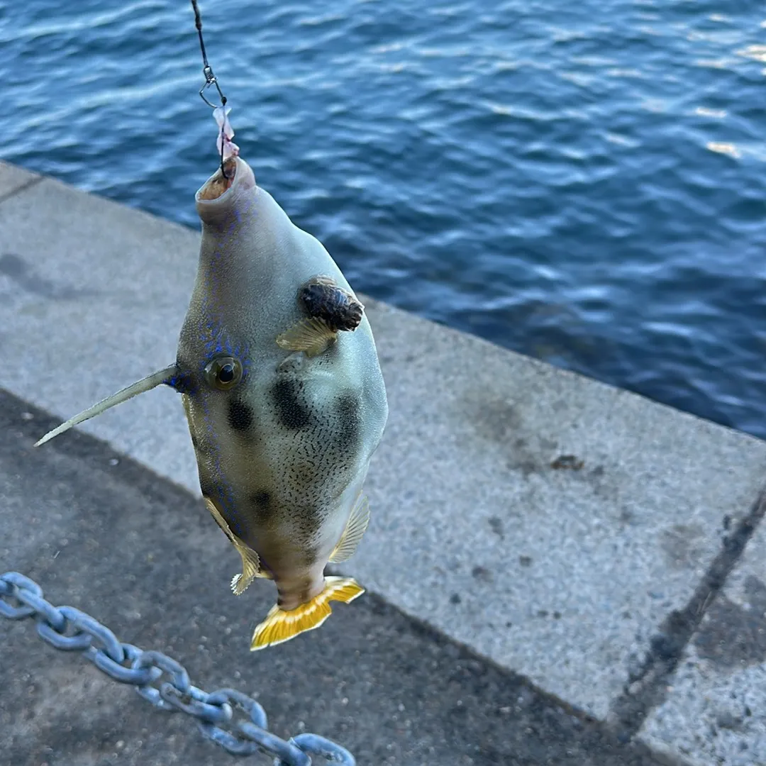 The most recent Large-scaled leatherjacket catches on Fishbrain