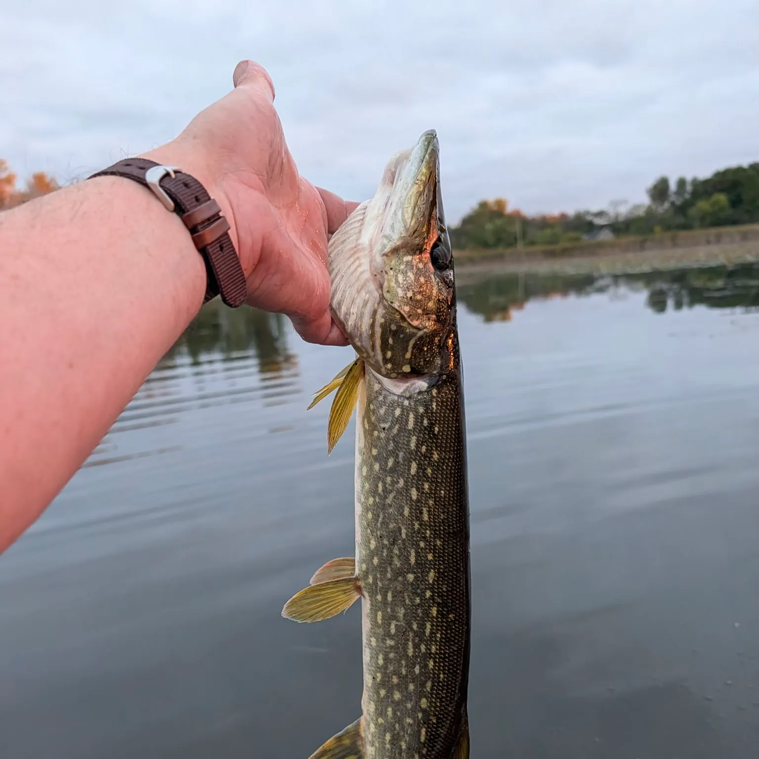 Northern pike caught on Fishbrain
