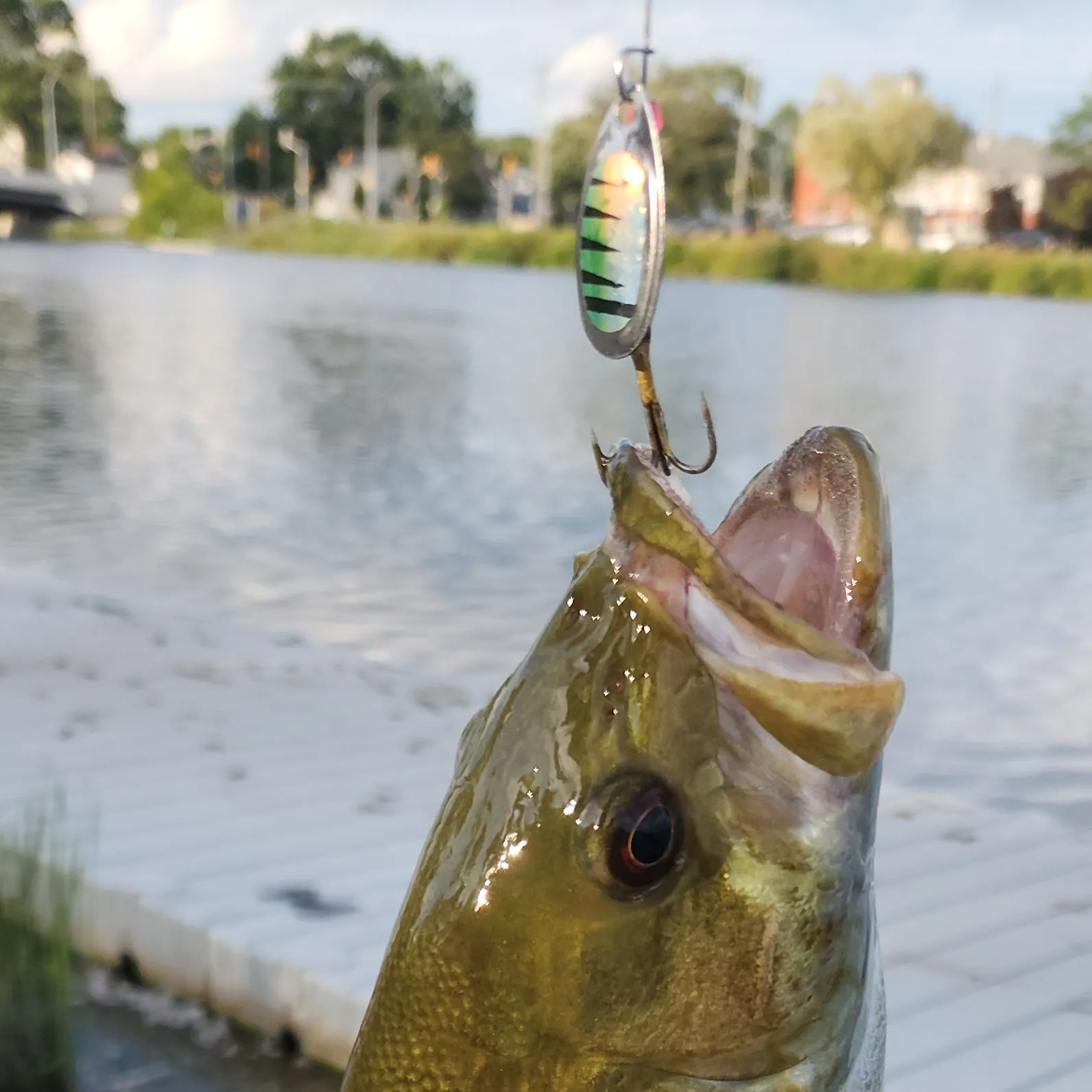 Smallmouth bass caught on Fishbrain