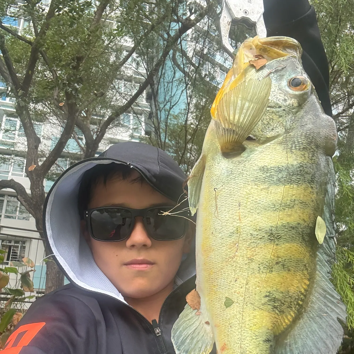 The most recent Blue peacock bass catches on Fishbrain