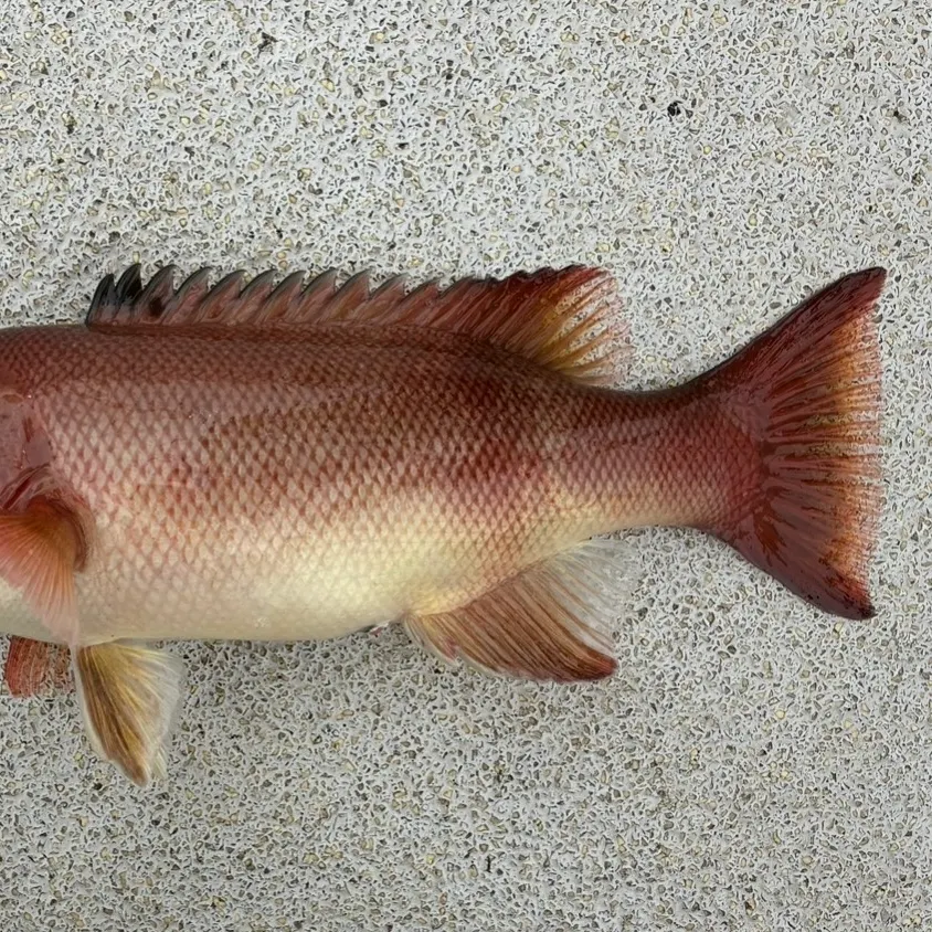 The most recent California sheephead catches on Fishbrain