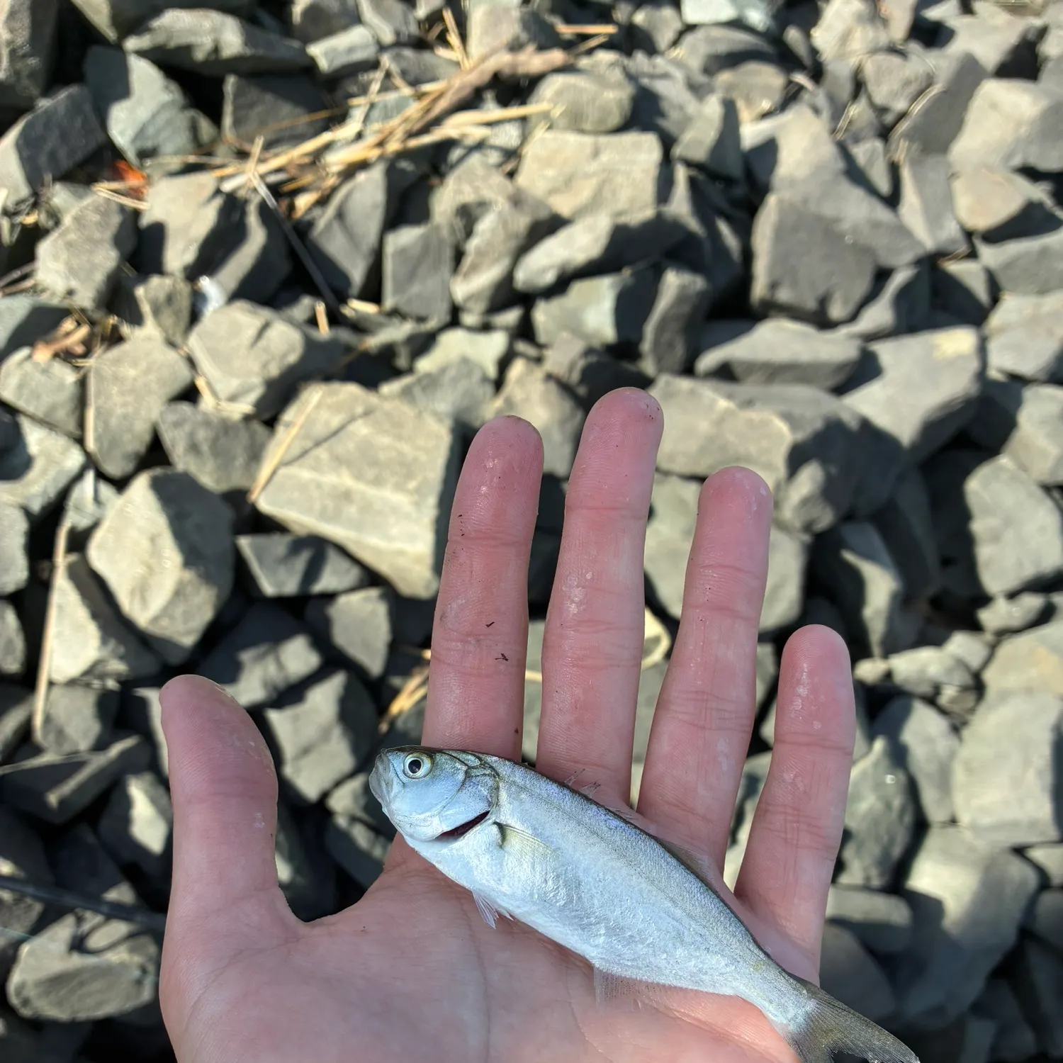 Bluefish caught on Fishbrain
