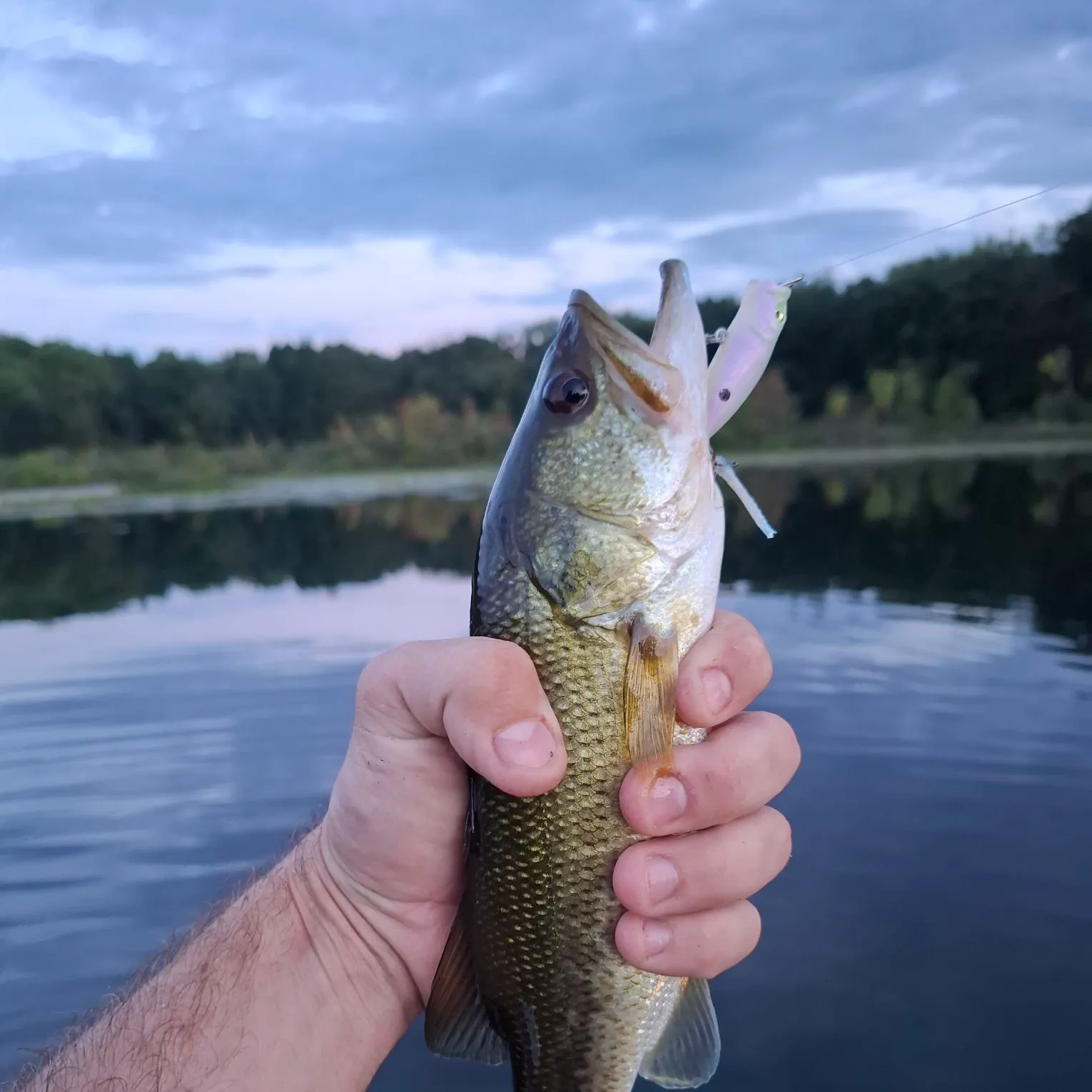 Largemouth bass caught on Fishbrain