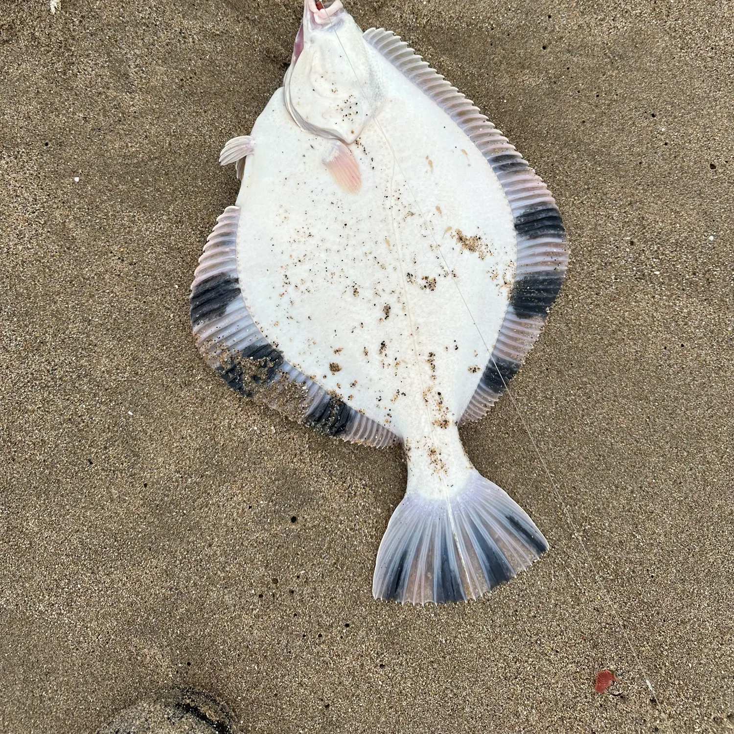 The most recent Pacific halibut catches on Fishbrain