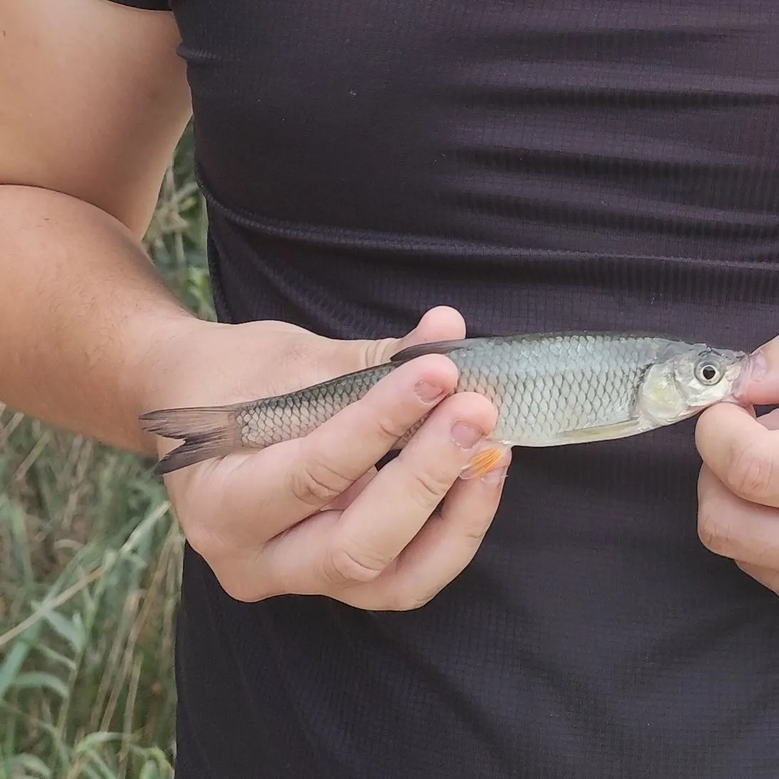 Common roach caught on Fishbrain