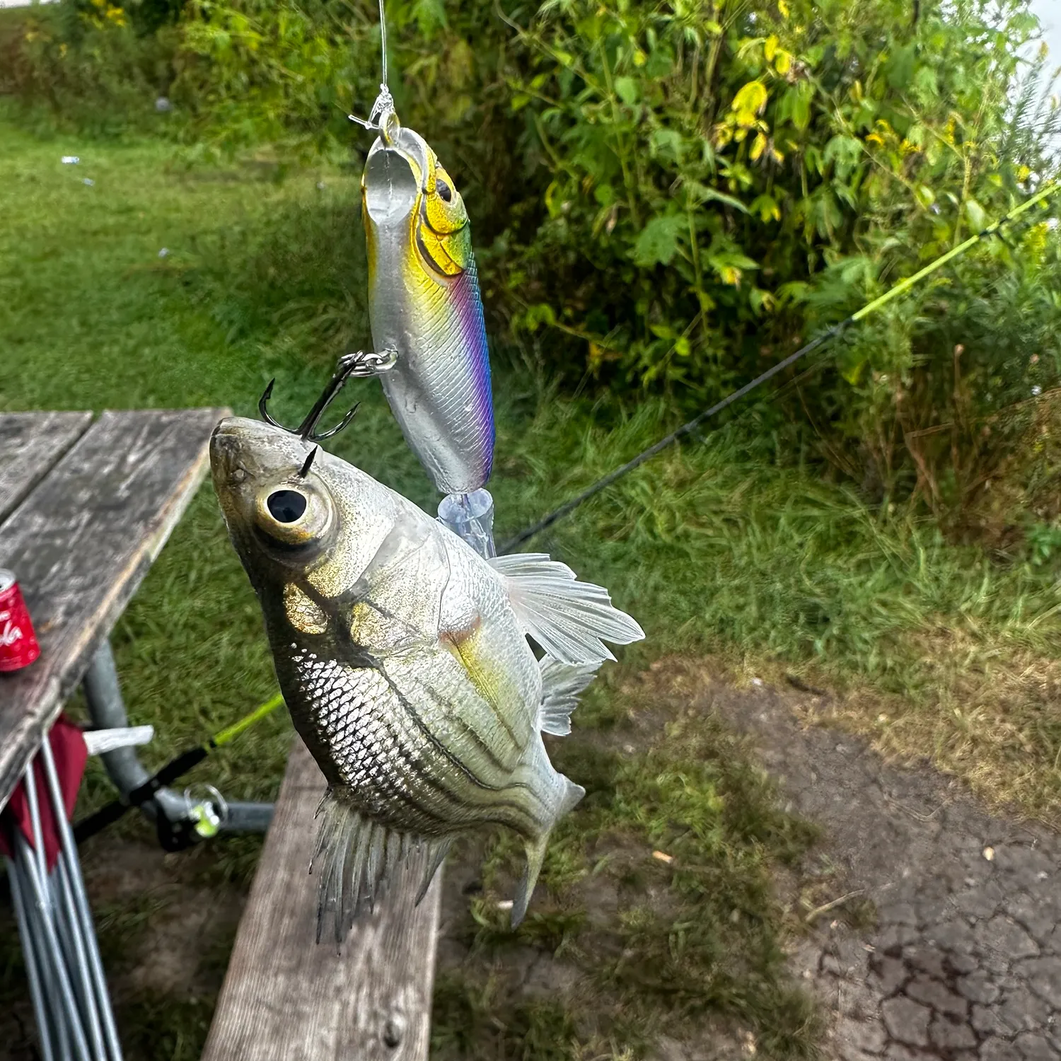 Fish caught on Fishbrain
