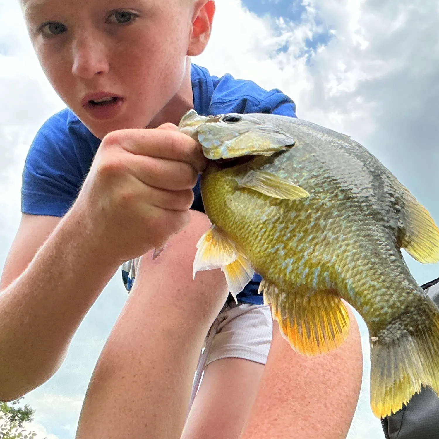 Greengill hybrid caught on Fishbrain