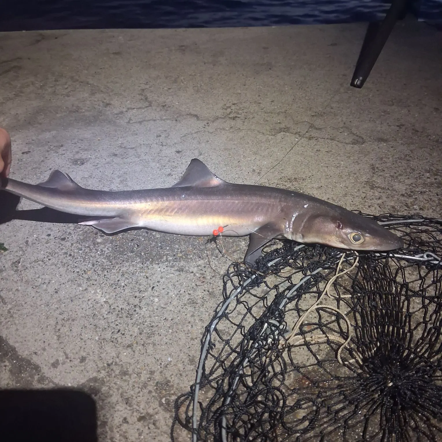 Pacific spiny dogfish caught on Fishbrain