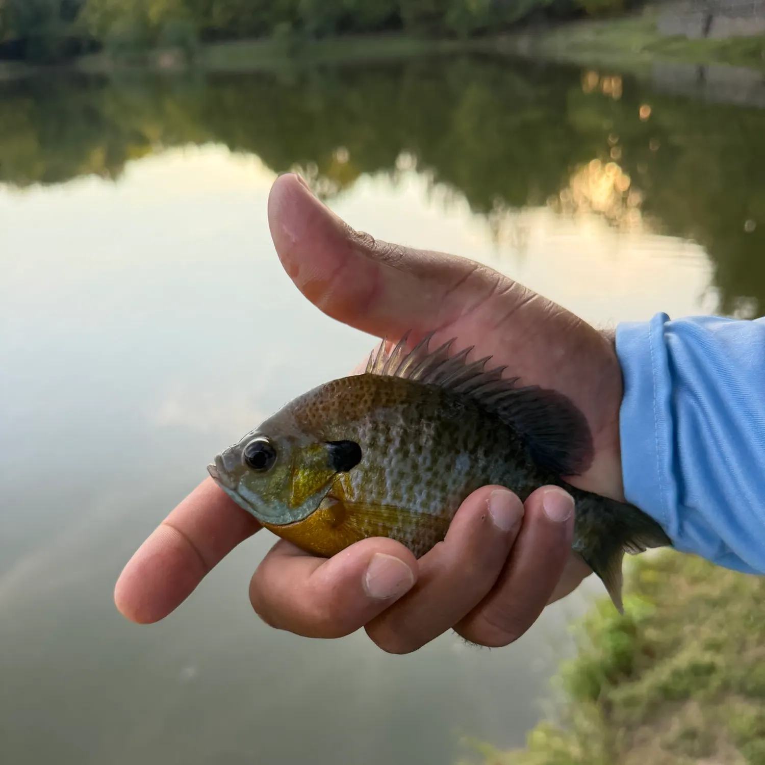 Bluegill caught on Fishbrain