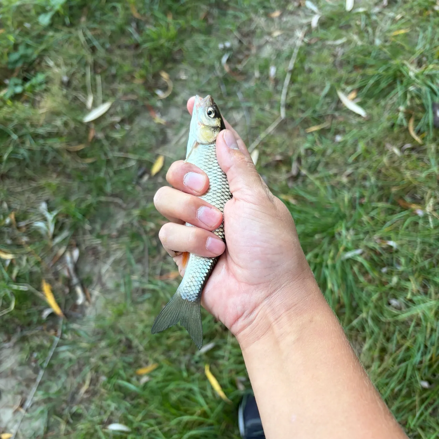The most recent European chub catches on Fishbrain