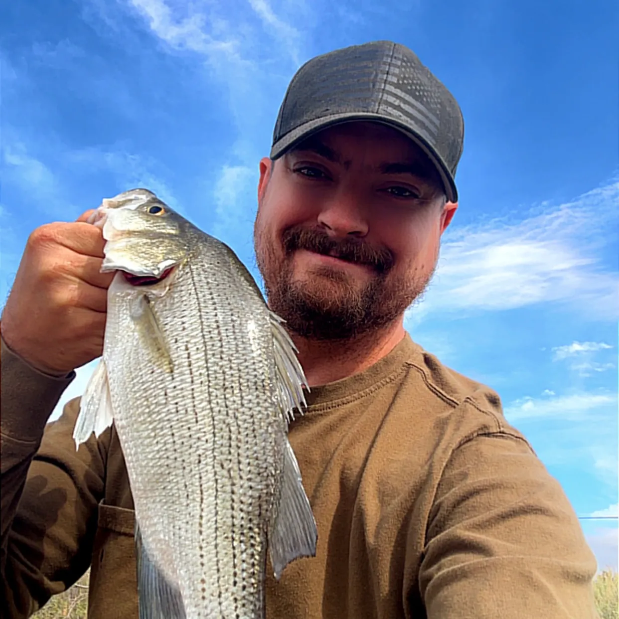 White bass caught on Fishbrain